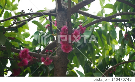 Exotic Pink Brush Flowers Blooming on a Tropical Tree Exotic Pink Brush Flowers Blooming on a Tropical Tree 140470749