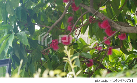 Tropical Tree Blooms with Vibrant Pink Flowers and Lush Green Leaves Tropical Tree Blooms with Vibrant Pink Flowers and Lush Green Leaves 140470751