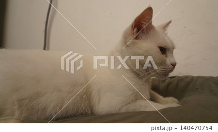 Peaceful white cat with soft fur looking away in profile Peaceful white cat with soft fur looking away in profile 140470754