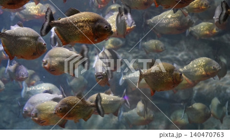Piranha School in Clear Water Fascinating Aquatic Life Piranha School in Clear Water Fascinating Aquatic Life 140470763