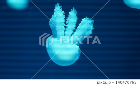 Glowing Jellyfish Underwater Marine Life Portrait Glowing Jellyfish Underwater Marine Life Portrait 140470765