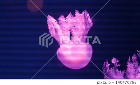 Crown Jellyfish Underwater Glowing in Purple Light Crown Jellyfish Underwater Glowing in Purple Light 140470768