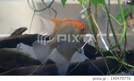 Angelfish in Aquarium with Plants Beautiful Fish Photo 140470776