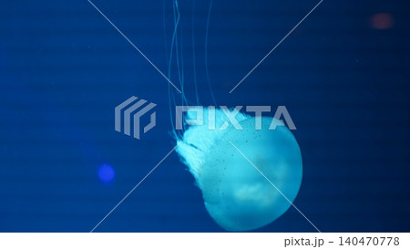 Jellyfish in the Deep Blue Sea Jellyfish in the Deep Blue Sea 140470778