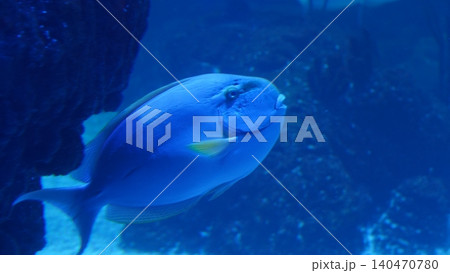Powder Blue Tang Swimming Underwater Aquarium Scene Powder Blue Tang Swimming Underwater Aquarium Scene 140470780