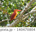 赤いくちばしが鮮やかなリュウキュウアカショウビン 140470804