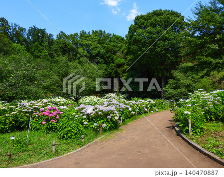あじさいで有名な相模原北公園 あじさいで有名な相模原北公園 140470887