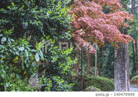 April 29 2026 Autumn foliage and greenery in temple garden April 29 2026 Autumn foliage and greenery in temple garden 140470999