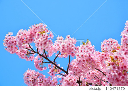 青空に映える安行桜 青空に映える安行桜 140471270