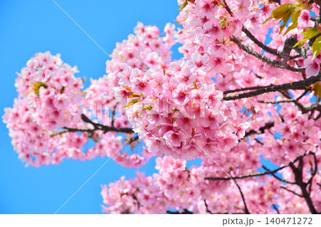 青空に映える安行桜 青空に映える安行桜 140471272