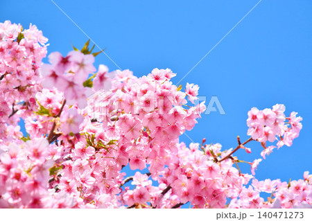 青空に映える安行桜 青空に映える安行桜 140471273