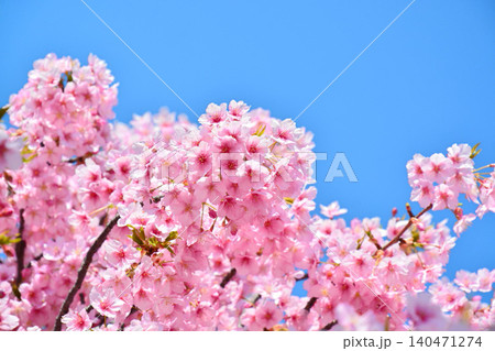 青空に映える安行桜 青空に映える安行桜 140471274