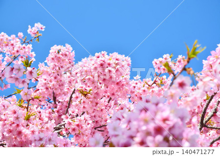 青空に映える安行桜 青空に映える安行桜 140471277