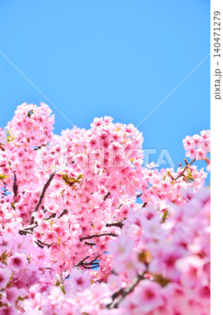 青空に映える安行桜 青空に映える安行桜 140471279
