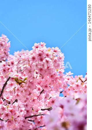 青空に映える安行桜 青空に映える安行桜 140471280