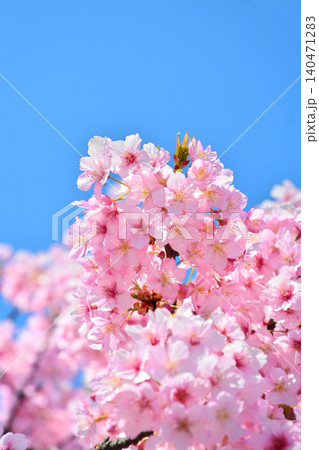 青空に映える安行桜 青空に映える安行桜 140471283