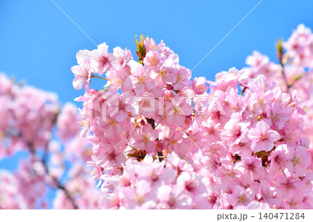青空に映える安行桜 青空に映える安行桜 140471284
