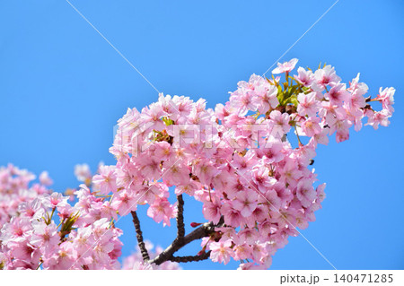 青空に映える安行桜 青空に映える安行桜 140471285