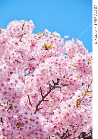 青空に映える安行桜 140471287