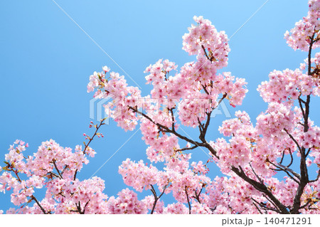 青空に映える安行桜 青空に映える安行桜 140471291