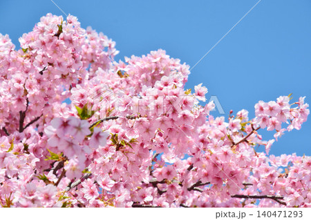 青空に映える安行桜 青空に映える安行桜 140471293