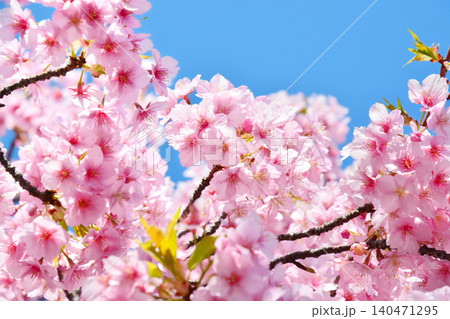 青空に映える安行桜 青空に映える安行桜 140471295