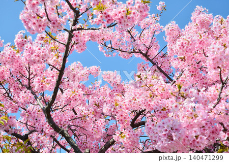 青空に映える安行桜 青空に映える安行桜 140471299