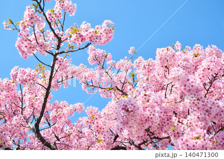 青空に映える安行桜 青空に映える安行桜 140471300