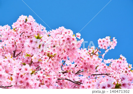 青空に映える安行桜 青空に映える安行桜 140471302