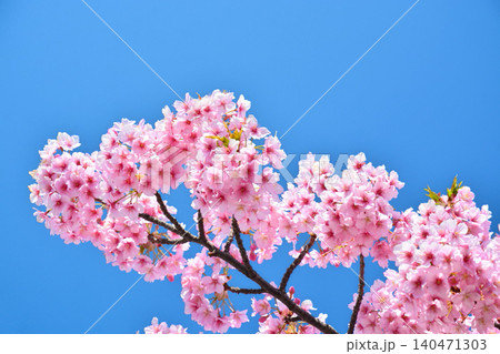 青空に映える安行桜 青空に映える安行桜 140471303