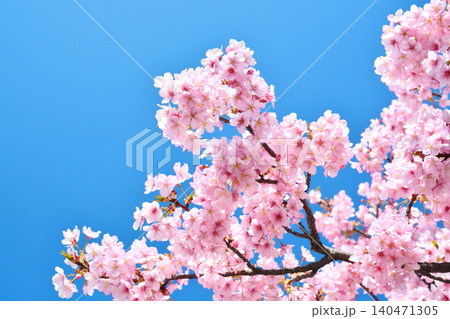 青空に映える安行桜 青空に映える安行桜 140471305