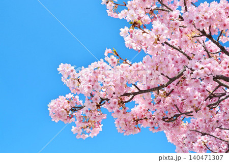青空に映える安行桜 青空に映える安行桜 140471307