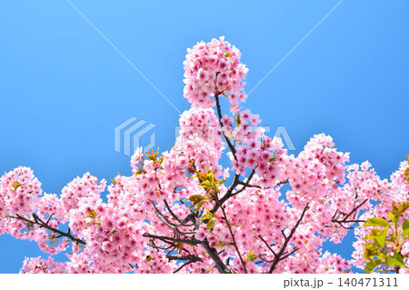 青空に映える安行桜 青空に映える安行桜 140471311
