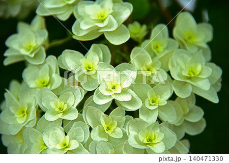 柏葉紫陽花の綺麗な花びら 柏葉紫陽花の綺麗な花びら 140471330