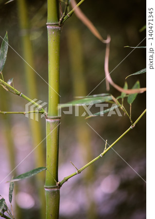 close-up of a bamboo stalk 140471345