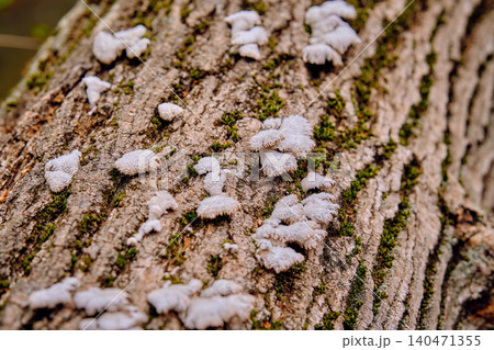 close-up of tree bark texture close-up of tree bark texture 140471355