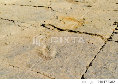 Dinosaur footprint on the stone Dinosaur footprint on the stone 140471362