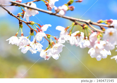 満開の桜と青空 満開の桜と青空 140471545