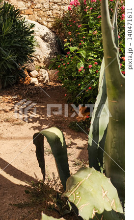 Ginger kitten relaxing in croatian garden during summer vacation Ginger kitten relaxing in croatian garden during summer vacation 140471611