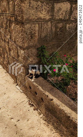 Black and white cat relaxing on a low wall in croatia Black and white cat relaxing on a low wall in croatia 140471622