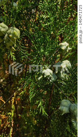 Green cones growing on branch of cypress tree in croatia Green cones growing on branch of cypress tree in croatia 140471725