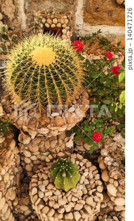 Golden barrel cactus growing in a decorative stone pot with red roses in croatia 140471726