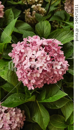 Pink hydrangea blooming in croatia during summer vacation 140471811