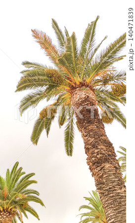 Palm tree reaching for the sky in croatia during summer vacation 140471839