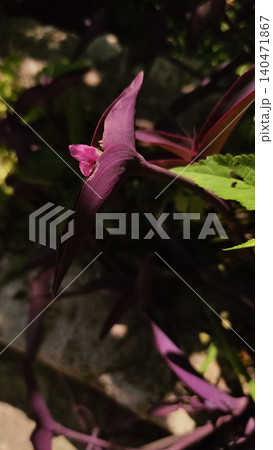 Purple heart plant showing its delicate pink flower in croatia Purple heart plant showing its delicate pink flower in croatia 140471867