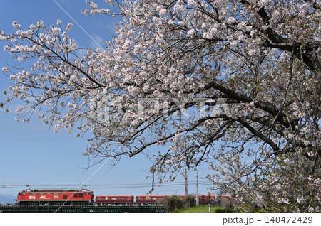 赤ホキ牽引のEF510レッドサンダーと桜 140472429