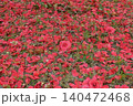 ツバキの花 140472468