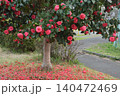 ツバキの花 140472469