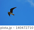 青空を飛ぶツバメチドリの飛翔（奄美大島） 140472710