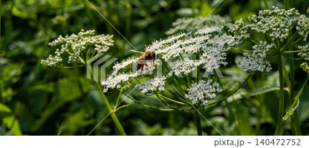 Horizontal closeup banner of a honeybee gathering nectar on a white wild flower. 140472752